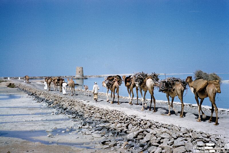 Transporting firewood by camel across Al Maqta causeway in Abu Dhabi, 1960 to 1962. Dr Alan Horan © UAE National Library and Archives
