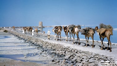 Transporting firewood by camel across Maqta causeway in Abu Dhabi in the early 1960s. Photo: Dr Alan Horan © UAE National Library and Archives