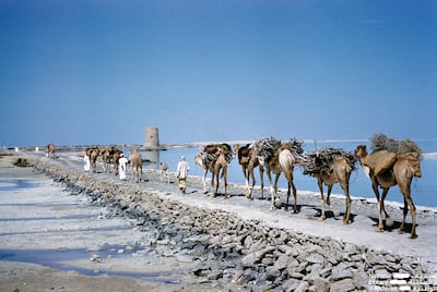 Transporting firewood by camel across Al Maqta causeway in Abu Dhabi. Photo: Dr Alan Horan © UAE National Library and Archives