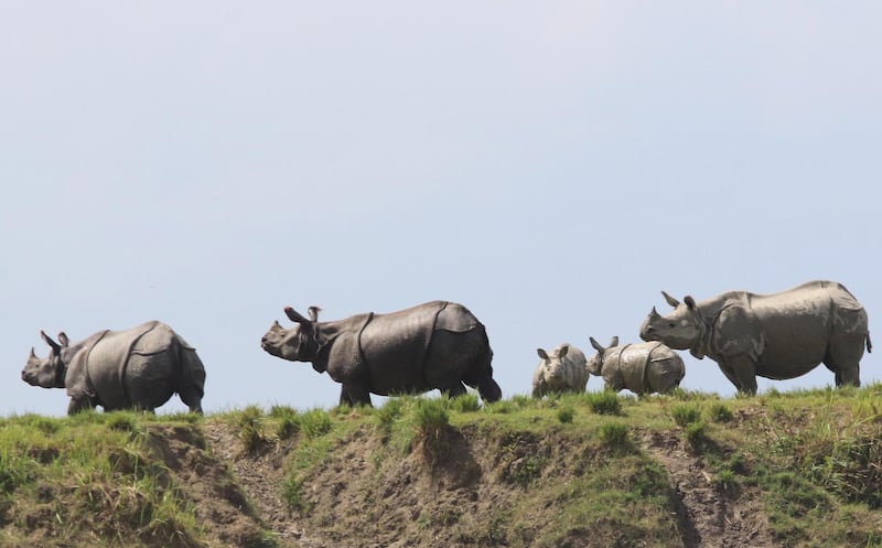 One-horned Rhinos stand on above the flood waters inside the Kaziranga National Park in Assam, India. EPA
