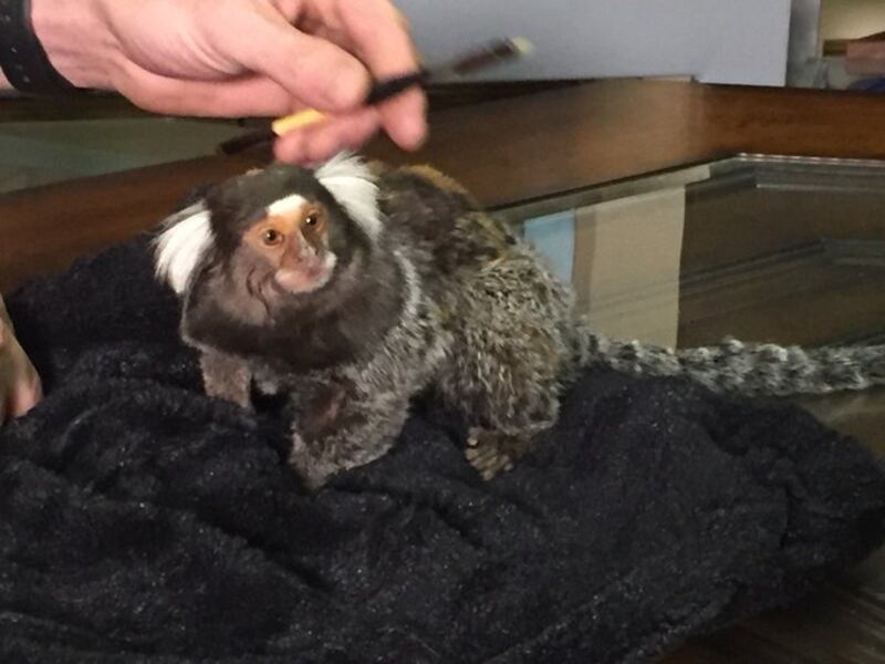 Journalist Nathan O'Neal shared this photo of Gizmo the marmoset, who got his owner placed on Frontier Airline’s no-fly list. Twitter / nateoneal