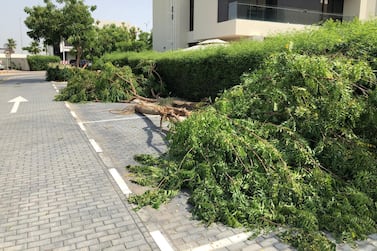 High winds uprooted trees across Dubai on Sunday, with Meydan and the Damac Hills some of the worst-hit areas. The National 