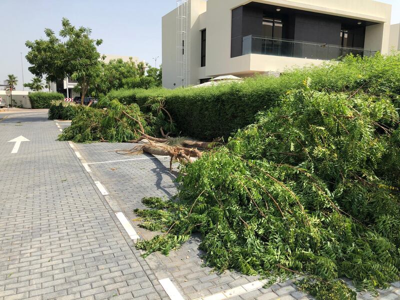 High winds uprooted trees across Dubai on Sunday, with Meydan and the Damac Hills some of the worst-hit communities. The National 