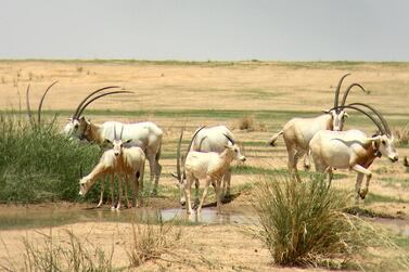 This type of scimitar-horned oryx were once extinct in the wild in Chad. Courtesy Environment Agency - Abu Dhabi