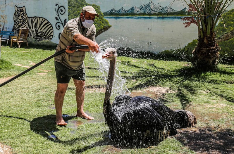 A Palestinian local zoo worker washes an ostrich with a hose at the premises in Rafah in the southern Gaza Strip. AFP
