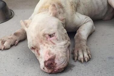 A pit bull found abandoned in Jumeirah after a dogfight. Courtesy Dubai Animal Welfare Society
