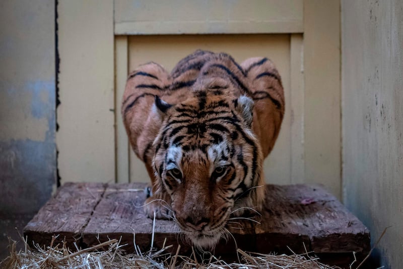 Male tiger Gogh - one of the tigers that were seized on the Polish-Belarusian border - is seen in his temporary enclosure at the zoo in Poznan, Poland. Nine tigers on a transport from Italy to Russia were discovered in terrible conditions and were brought to the Poznan zoo after customs intercepted and zoo employees and wildlife activists rescued them.  AFP