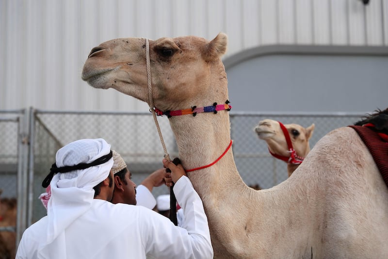 
ABU DHABI , UNITED ARAB EMIRATES , SEP 15  ��� 2017 : Camels waiting for the auction in the ADIHEX 2017 held at  Abu Dhabi National Exhibition Centre in Abu Dhabi. ( Pawan Singh / The National ) Story by Anna
