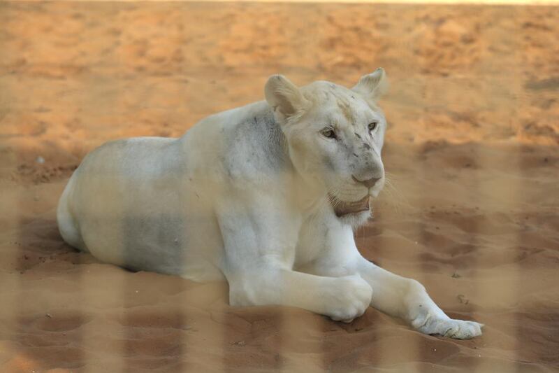 A white lioness takes a rest at the newly opened Rak Zoo in Ras Al Khaimah. Sarah Dea / The National

