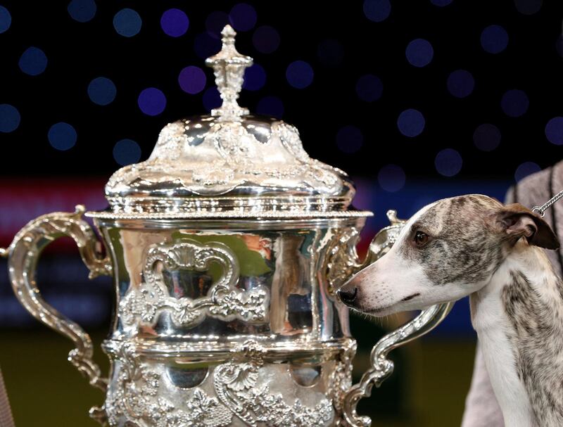 Tease, a Whippet, is seen after winning the best in show during the final day of the Crufts Dog Show. Darren Staples / Reuters