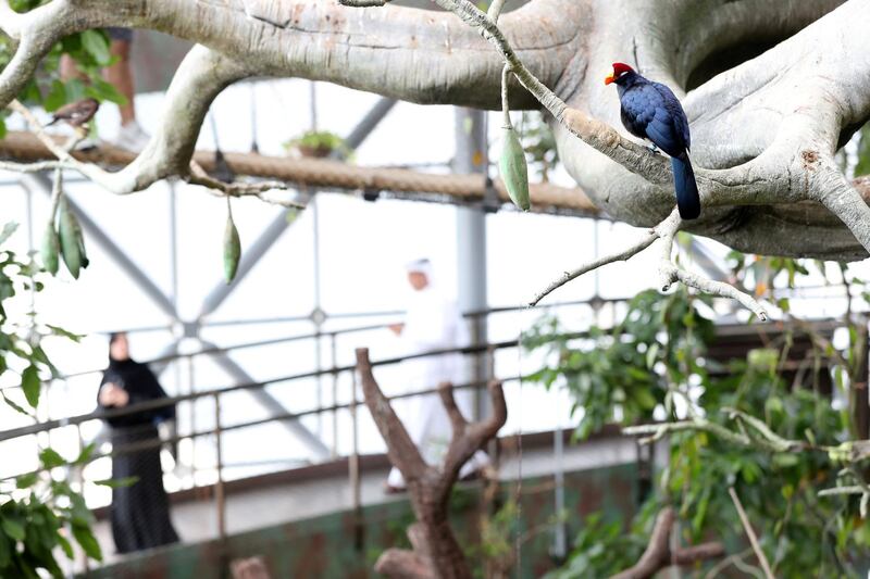 Dubai, United Arab Emirates - July 03, 2019: Violet turaco. The Green Planet for Weekender. Wednesday the 3rd of July 2019. City Walk, Dubai. Chris Whiteoak / The National