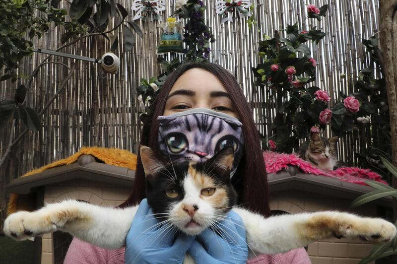 Palestinian Hiba Junaidi poses with one of the stray cats she cares for in her house's backyard, which she had turned into a shelter, near the West Bank city of Hebron.  AFP