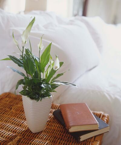 Spathiphyllum wallisii, Peace Lily, leafy plant with white flowers on slender stalks in tall, rippled white pot, standing on wicker bedside table next to two leather. Getty Images