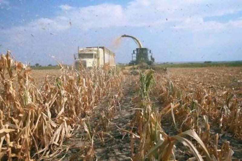 Crops of maize were ravaged by a record-breaking drought across the US, driving up the price.