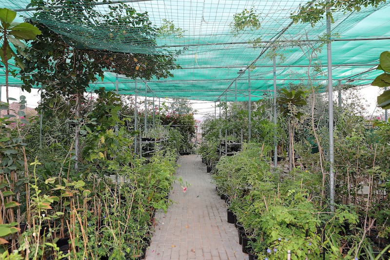 Various types of fruits and vegetable plants at Ahmed Al Hefeiti’s nursery in Fujairah