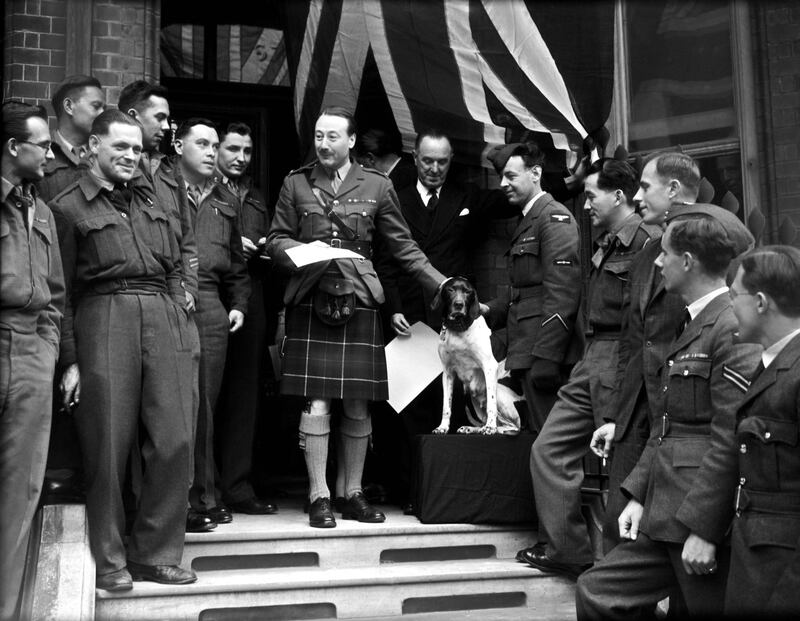 Judy the English Pointer (1936 - 1950) receives a Dickin Medal, the PDSA's version of a Victoria Cross, from Major Roderick Mackenzie, 4th Earl of Cromartie (1904 - 1989), at the headquarters of the Returned British Prisoner of War Association in Cadogan Square, London, 2nd May 1946. On the right is Judy's owner, Leading Aircraftman Frank Williams (1919 - 2006), who received the White Cross of St Giles. Formerly a ship's dog on board HMS Gnat and HMS Grasshopper, Judy helped save the lives of servicemen after the Grasshopper was sunk. She then spent three and a half years in Japanese prisoner-of-war camps, narrowly escaping death many times. She was the only dog to be registered as a Second World War Prisoner of War. (Photo by Topical Press Agency/Hulton Archive/Getty Images) 
