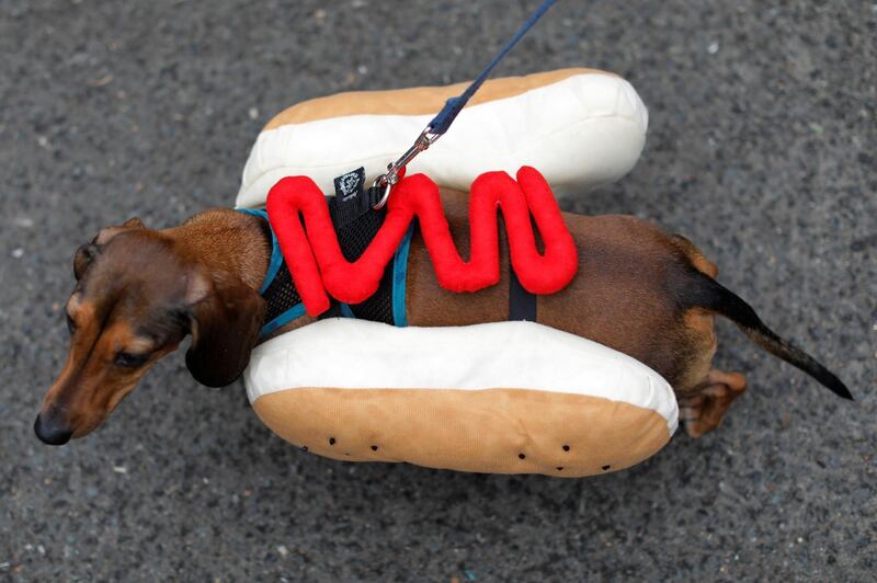 A dog is dressed as a hotdog at the Tompkins Square Halloween Dog Parade in Manhattan, New York City. Reuters