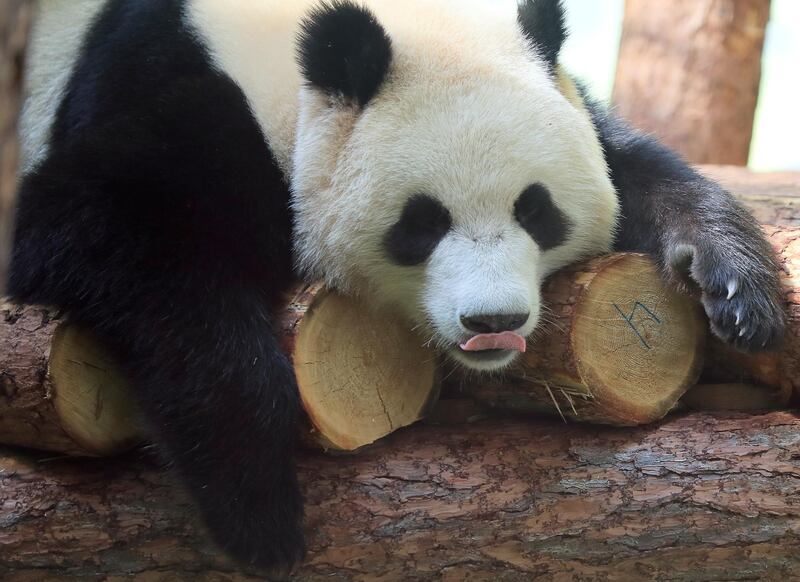 A giant panda in an enclosure at the Moscow Zoo in Russia. Reuters