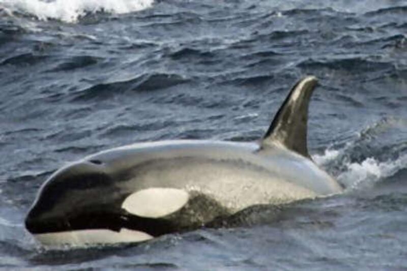 The killer whale, or orca, has been sighted in the shallow coastal waters of the Gulf off Taweelah near Abu Dhabi.