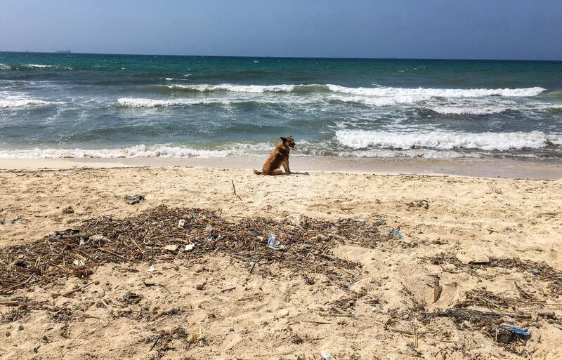 A dog sits at a beach near Alexandria, Egypt. EPA