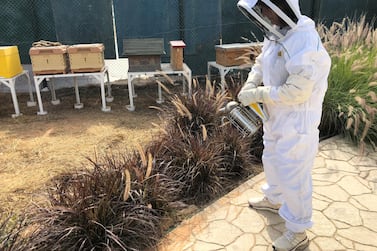 The Sustainable City Hives bee farm, Courtesy the Sustainable city