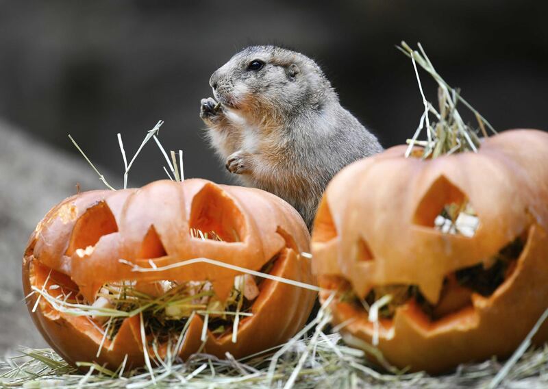 Prairie dogs in Amersfoort Zoo are playing with a pumpkin, in Amersfoort, The Netherlands.  EPA