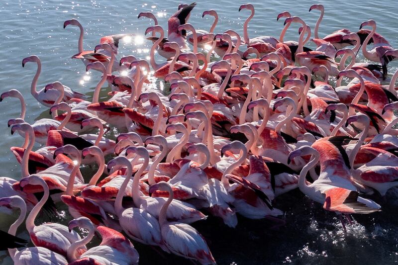Flamingos take to the lake at the Vjosa-Narte Protected area in Vlora, Albania. Reuters