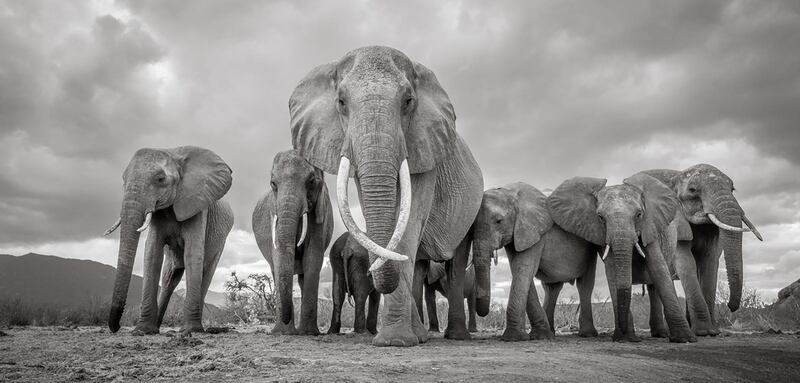 'Matriarch' from a series that documents the elephants of the Tsavo Conservation Area in Kenya in 2017. Photographer: Will Burrard-Lucas