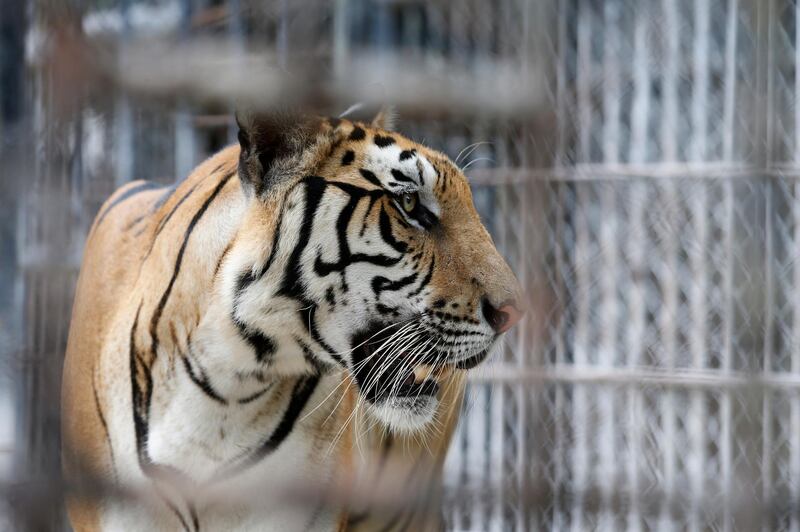 epa07846362 (FILE) - One of the 147 confiscated tigers removed from the controversial Tiger Temple, reacts inside its enclosure at Khaozon Wildlife Breeding Center in Ratchaburi province, Thailand, 01 July 2016 (reissued 16 September 2019). More than 80 of the 147 tigers that Thai officials confiscated in 2016 from Thailand's controversial Tiger Temple in Kanchanaburi province have reportedly died with respiratory problems and from the canine distemper viral disease because their immune systems had been severely weakened by inbreeding, a National Park official said on 16 September 2019. All confiscated tigers were sent to two state-run sanctuaries, the Khaozon Wildlife Breeding Center and the Khao Pratupchang Wildlife Breeding Center in Ratchaburi province, after the Tiger Temple had been accused of being involved in illegal wildlife trade and animal abuse.  EPA/NARONG SANGNAK