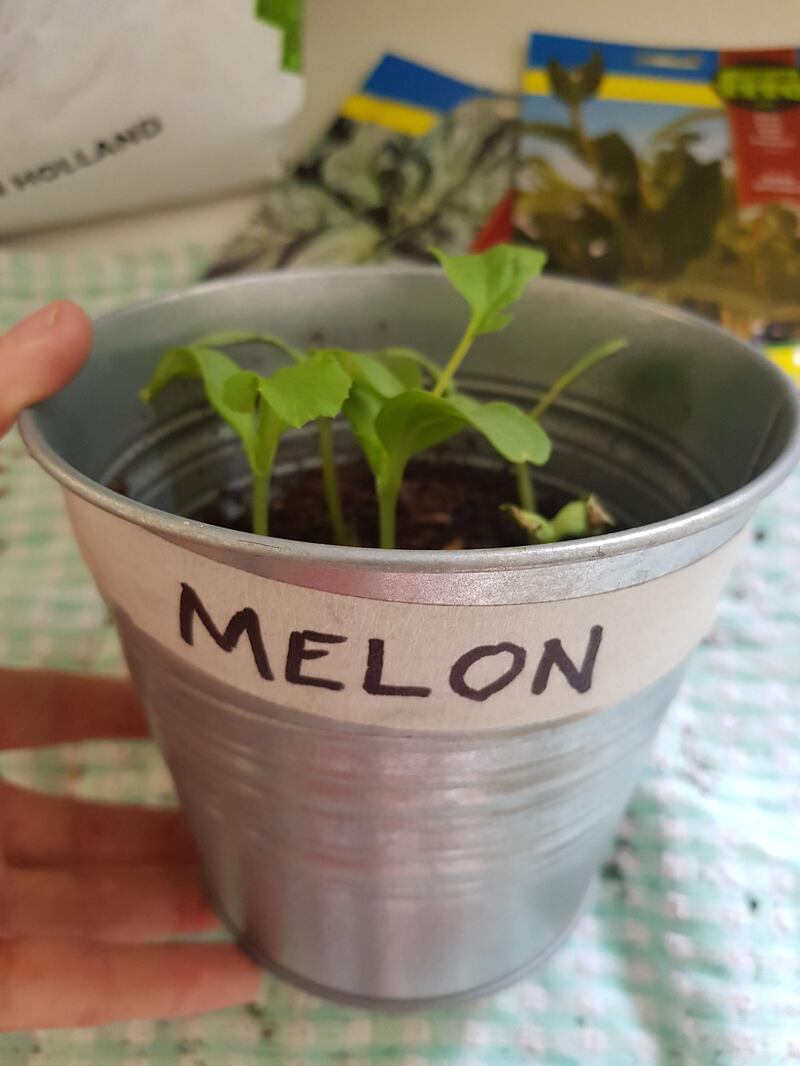 Step 8: Wait a few days and hopefully the seeds will have started to grow. These are nine-day-old melon seeds.