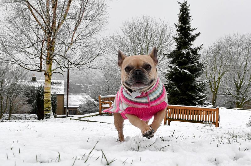 DERBYSHIRE,  - JANUARY 30: Frenchie the French Bulldog runs in the snow in the village of Tintwistle in the High Peak district on January 30, 2019 in Derbyshire, United Kingdom. Travellers face delays as snow and icy conditions have hit parts of the United Kingdom. (Photo by Anthony Devlin/Getty Images)