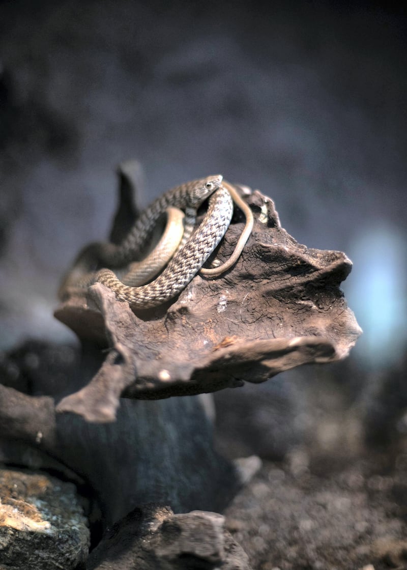 SHARJAH, UNITED ARAB EMIRATES. 11 FEBRUARY 2019. 
Wadi Racer snake at Arabia's Wildlife Center in Sharjah.

(Photo: Reem Mohammed/The National)

Reporter:
Section: