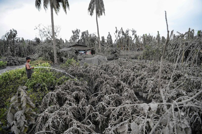 A worker hoses down plants covered with mud and ash after Taal volcano erupted, in Talisay town, Batangas. AFP