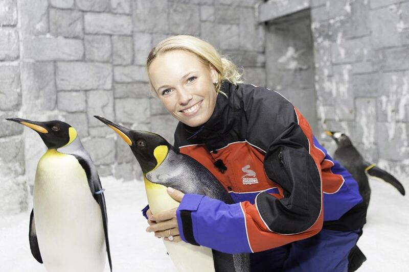 Caroline Wozniacki, the Danish Tennis star, relaxes with Ski Dubai’s penguins ahead of her competing in the Dubai Duty Free Tennis Championships which starts tomorrow. Courtesy Ski Dubai 