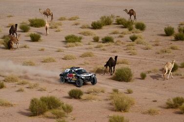 Camels walk by as Mini's driver Stephane Peterhansel and his co-driver Edouard Boulanger of France compete during the Stage 10 of the Dakar Rally 2021 between Neom and Alula in Saudi Arabia, on January 13, 2021. / AFP / FRANCK FIFE