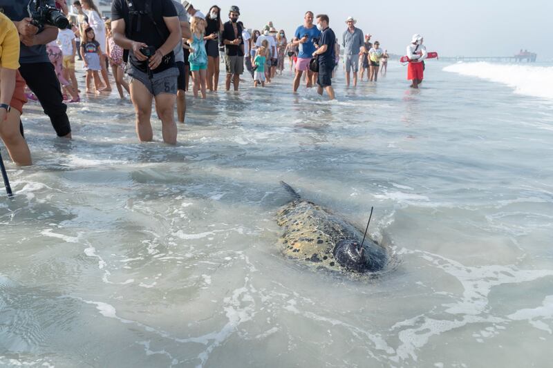 Larger turtles are fitted with GPS trackers.