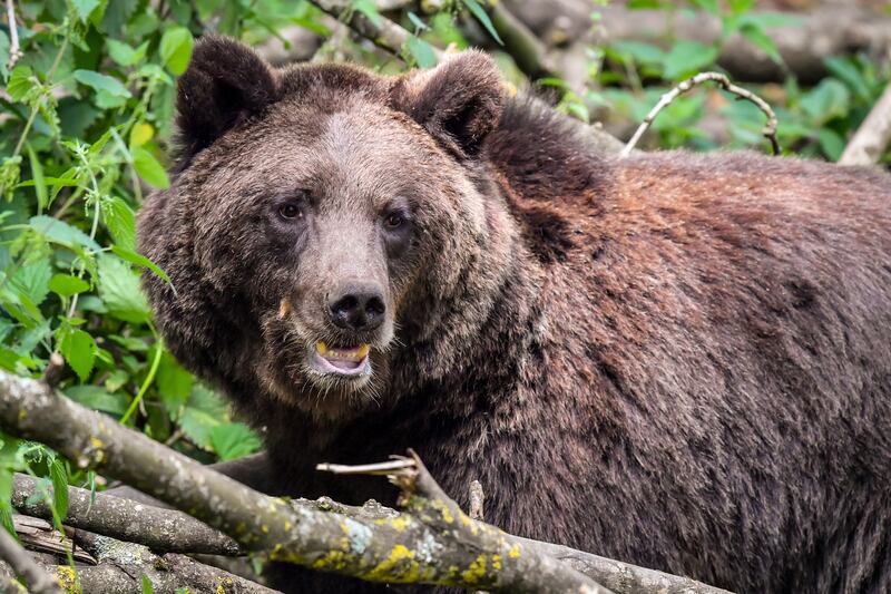 Hibernating brown bears have provided an insight into thrombosis prevention during extended immobilisation. PA