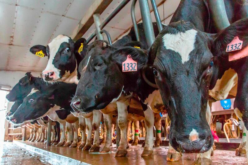 Cows in Bill Sorg's dairy farm wait to be milked in Hastings, Minnesota, on October 3, 2018. US President Donald Trump has visited Minnesota twice in less than six months. Political strategists are parachuting in from Washington. The writing is on the wall: this is a critical election battleground state.
It is also a state where a much heralded Democratic "blue wave" could crest, or peter out, in next month's midterms. Minnesota, nicknamed the "Land of 10,000 Lakes," has not voted for a Republican presidential candidate since Richard Nixon, in 1972.
But in 2016, Trump came close to snatching the state from Hillary Clinton. / AFP / Kerem Yucel
