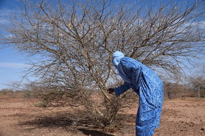 A farmer in Niger, where millions of hectares of dry land have been transformed by Farmer-Managed Natural Regeneration. AFP