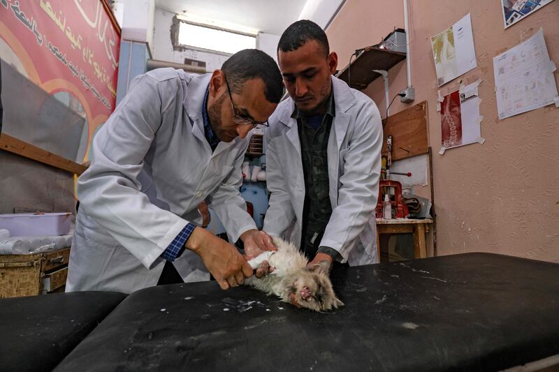 Palestinian brothers and orthopaedic surgeons Mohamed and Youssef Al Khaldi treat an injured cat at their clinic at Rafah, in the southern Gaza Strip. AFP