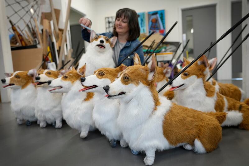 Puppet-maker Louise Jones puts the finishing touches to her group of corgis, each based on past and present royal corgis, for the platinum jubilee pageant. AP Photo