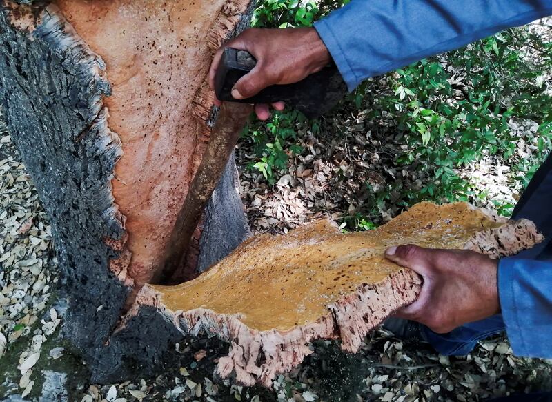 Cork collector Mouhamed Rebhi works on a tree trunk. The fires burned 1,000 hectares of woodland, including many of the cork oak trees that local people harvest each autumn.