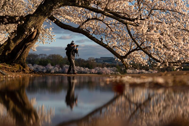 A photographer's reflection can be seen in a puddle under blooming Yoshino cherry trees on the edge of the Tidal Basin in Washington, US. AP