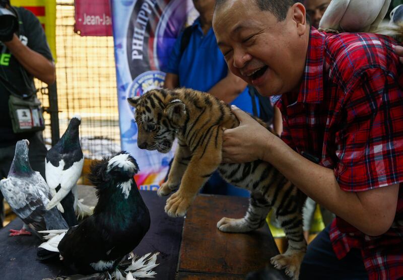 Filipino zoo owner Manny Tangco (R) holds a two-month-old tiger cub called 'Tiger Economy' next to various breeds of pigeons presented to open the Pigeons for Peace exhibit at the Malabon Zoo, north of Manila, Philippines. Pigeon breeds from Germany, India, Hungary and The Netherlands, among many others, were presented to be part of a one-month exhibit of the zoo to teach visitors about various bird breeds around the world and to present the pigeon as a symbolic image of peace.  EPA