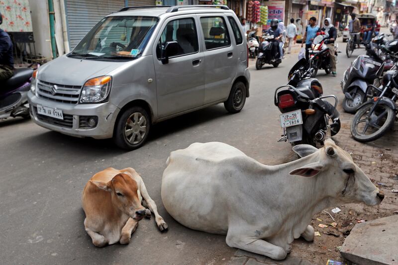 FILE- In this Monday, May 29, 2017, file photo, cows rest on a road in Allahabad, India. India's top court has stayed for three months a ban introduced by the Hindu nationalist government on the sale of cows and buffaloes for slaughter. The Supreme Court on Tuesday approved a lower court ruling which said people have a basic right to choose their food. (AP Photo/Rajesh Kumar Singh, file)