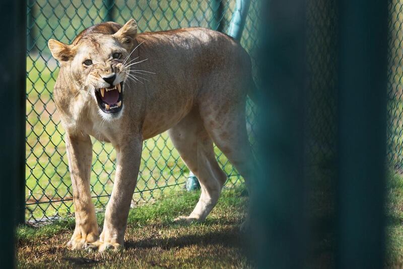 Lilac the lioness, whose teeth were filed by an owner, was rescued and recuperated at the Abu Dhabi Wildlife Centre. Online sales to the UAE of big cats appear to have fallen. Delores Johnson / The National