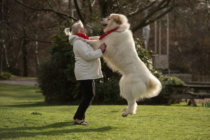 Susan Reilly and her Pyrenean Mountain Dog named Boris arrive to attend the second day of the Crufts dog show at the National Exhibition Centre in Birmingham, central England.  AFP