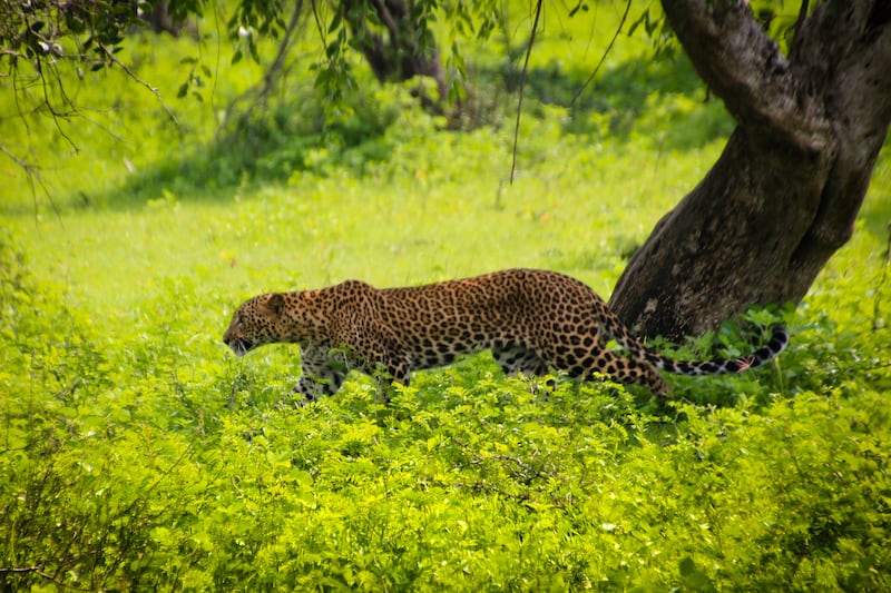 Leopards can be found in Sri Lanka's Yala National Park. Flickr / Patty Ho