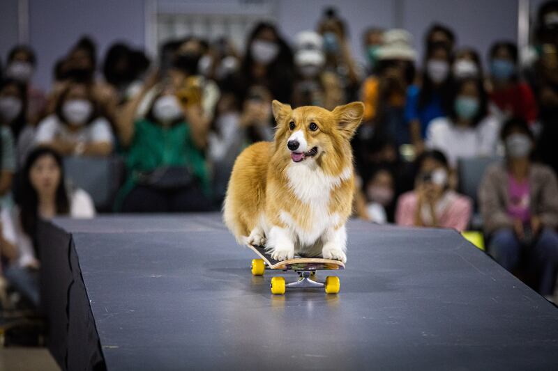 A corgi takes part in a skateboarding competition at Pet Expo Thailand in Bangkok. All photos: Getty