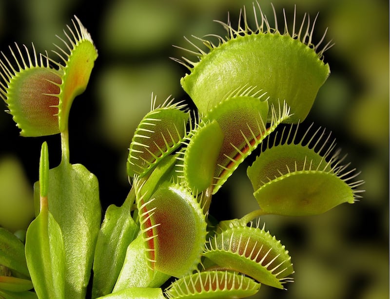 Dubai is now home to the carnivorous Venus flytrap. Photo: The Green Planet